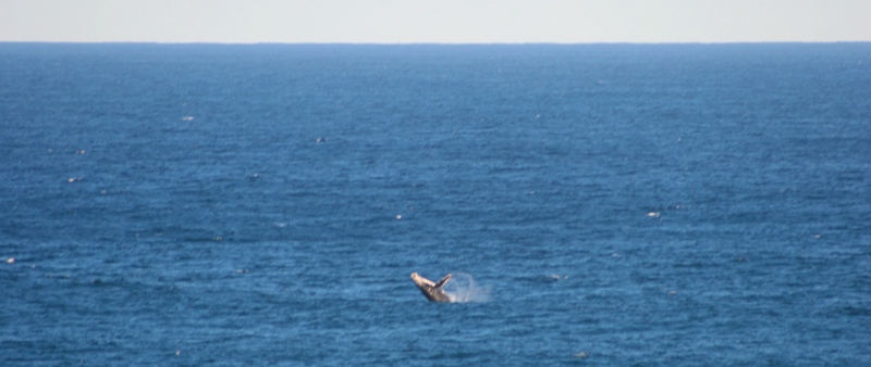 A Southern Right Whale breaches